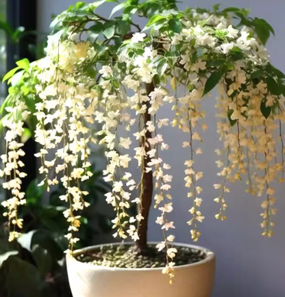 MidnightJasmine—Transform Your Home Into A Scented Sanctuary + 50% OFF