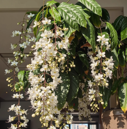 MidnightJasmine—Transform Your Home Into A Scented Sanctuary + 50% OFF