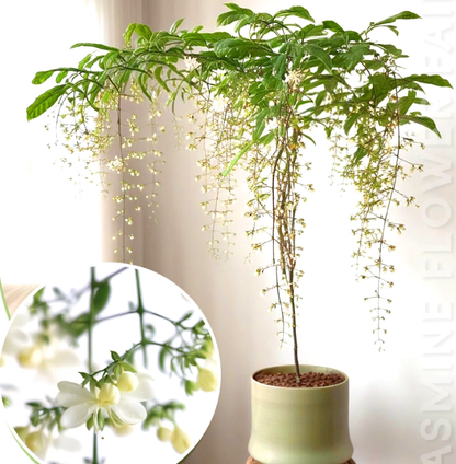 MidnightJasmine—Transform Your Home Into A Scented Sanctuary + 50% OFF