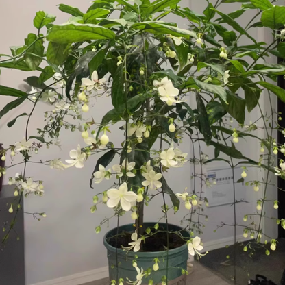 MidnightJasmine—Transform Your Home Into A Scented Sanctuary + 50% OFF