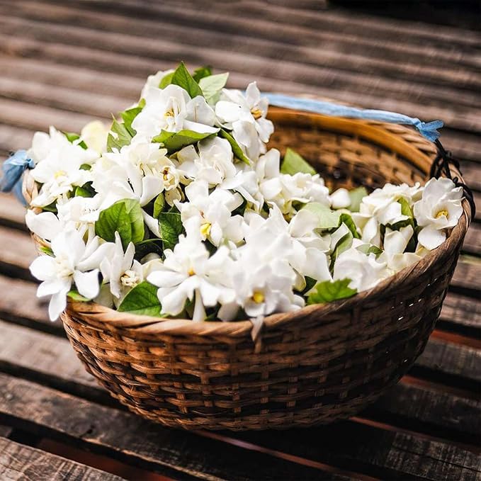 MidnightJasmine—Transform Your Home Into A Scented Sanctuary + 50% OFF