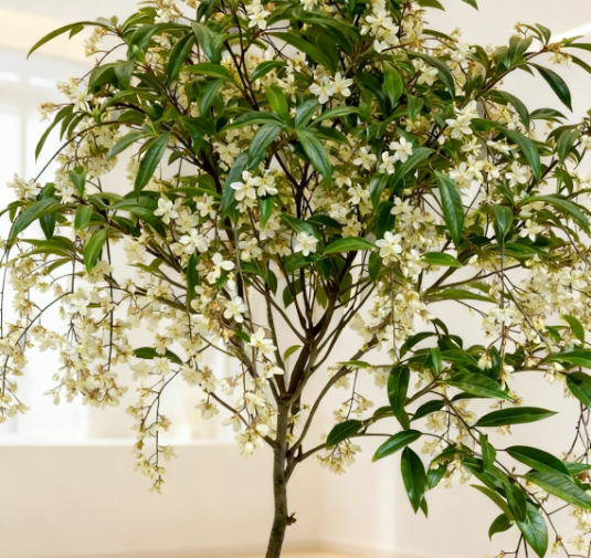 MidnightJasmine—Transform Your Home Into A Scented Sanctuary + 50% OFF